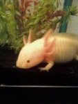 axolotl2.jpg