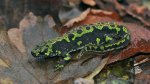 marbled newt4.jpg