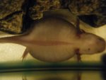 2010_0405axolotl0012.jpg