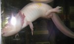 axolotl posture.jpg