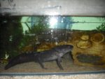 axolotl 038.jpg