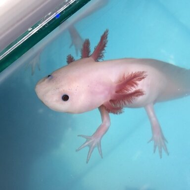 Axolotl Survival Rate Caudata Org Newts And Salamanders Portal