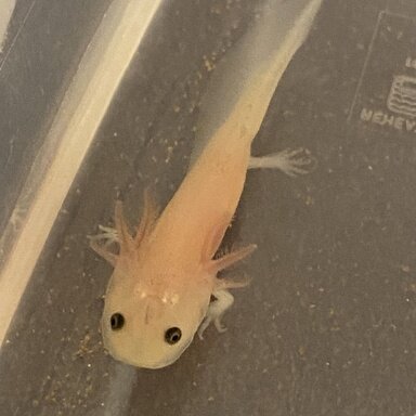 Floating Baby Axolotls 5 Weeks Old Caudata Org Newts And Salamanders Portal