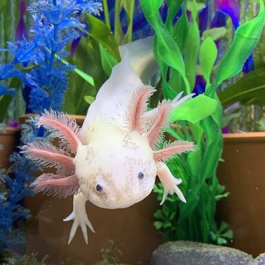 RLG Blue Gill Leucistic Axolotl Male, #82338 (Holdback Release ...