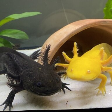 Spots and slime coat peeling : r/axolotls