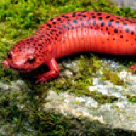 Axolotls Are Illegal In California Here Are The Relevant Laws Caudata Org Newts And Salamanders Portal
