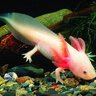 Spekletheaxolotl