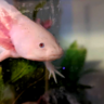 DinnerTheAxolotl