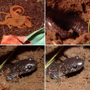 better pics of my blue spotted sal and some of my newts