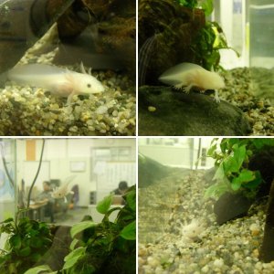 My UpaRupa..axolotl