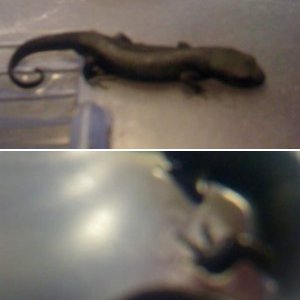 Japanese Firebelly Newt (Deceased)