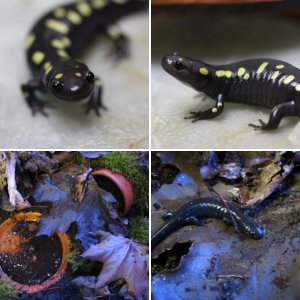 Ambystoma salamanders