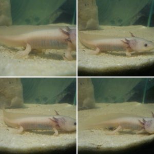 My axolotl