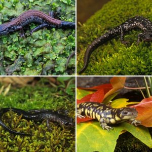 Salamanders