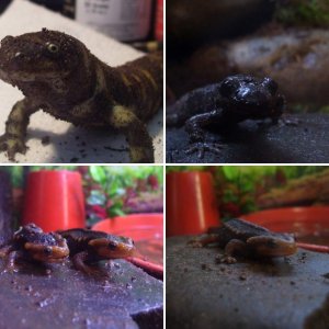 Newts and Salamanders