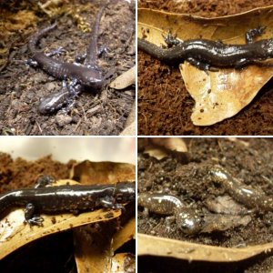 Axies, Spotted Salamanders, Blue Spotted Salamanders and Marbled Salamander