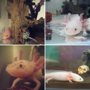 my axies