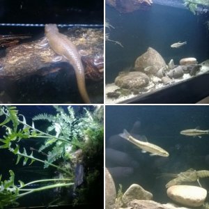 Pacific Northwest Wallmounted Terrarium. Trillium Creek Biotope