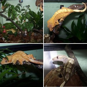 Crested geckos