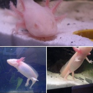 My Axolotl