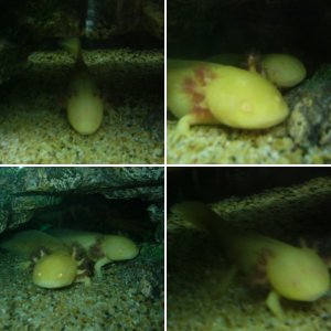 Axolotls of Mount Olympus