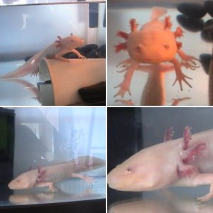 my axolotl jim