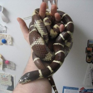 my kingsnake