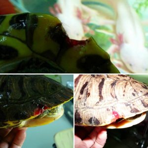 wounded turtle