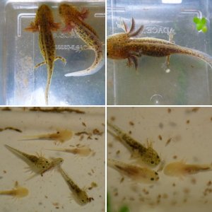 Axolotls_2008