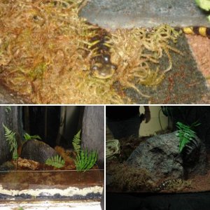 salamander exhibit