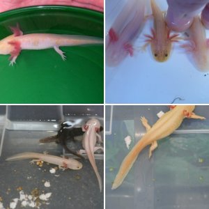 Adult Axolotls