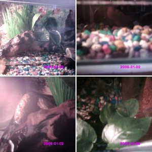 my newts and there habitat