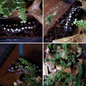 Spotted Salamander