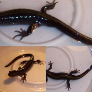 Wild Juvinile Long-toed Salamander 	Ambystoma macrodactylum