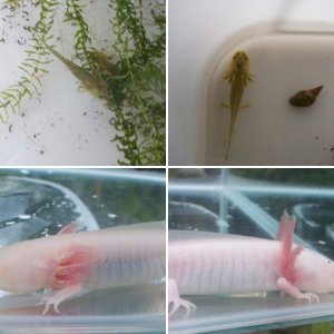 axolotls