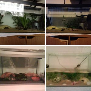 Tanks set ups