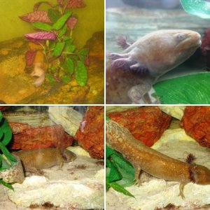 Axies