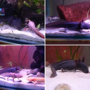 My Axolotl tank