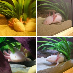 Axies newly arrived and sick?