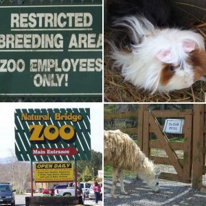 Natural Bridge Zoo, VA