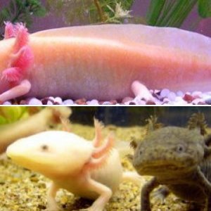 Axolotl