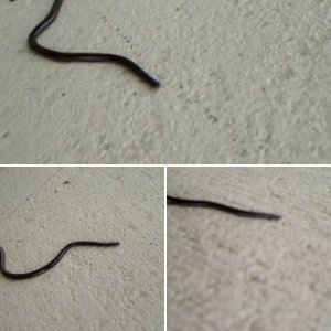 Brahminy Blind Snakes (Ramphotyphlops braminus)