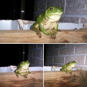 White's Tree Frog (Litoria Caerulea)