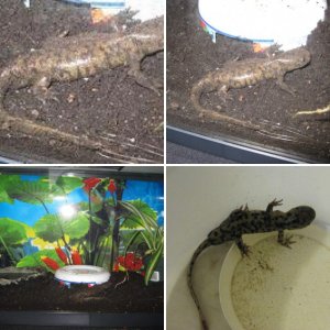 Tony the Tiger Salamander