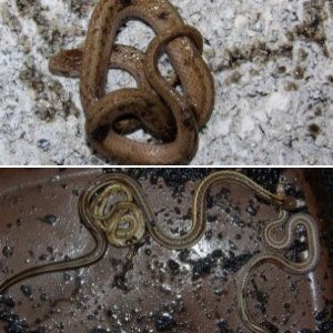 Backyard Herps