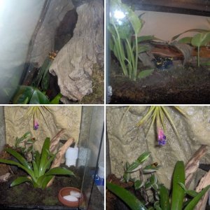 my mom's frogs!