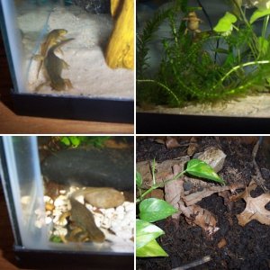 My Newts and Salamanders