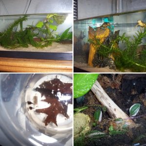 my newts 2