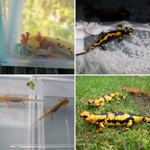 FIRE SALAMANDERS