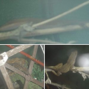 Anoles